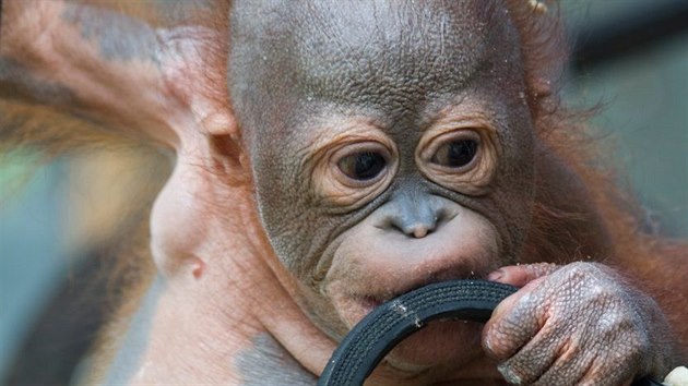Téměř dvouletý (odhadem veterinárního lékaře podle zubů) orangutaní sameček Didik teď vyrůstá ve školce s ostatními sirotky. Měl by se tu naučit vše potřebné, aby se mohl vrátit na svobodu. 