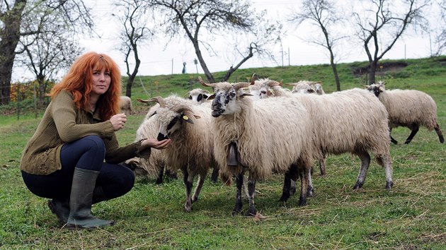 Gabriela Žitníková se podílí také na záchraně chovu valašských ovcí.