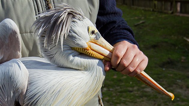 Pracovníci Zoo Dvůr Králové odchytávali desítky pelikánů ze safari. Přesunuli je do zimoviště.