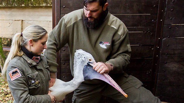 Pracovnci Zoo Dvr Krlov odchytvali destky pelikn ze safari. Pesunuli je do zimovit.