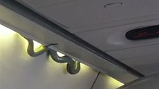 Had v letadle vyděsil cestující na cestě do Mexika