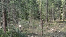 Díky prosv�tlení mohou stromy lépe r�st. Zesílí jim ko�eny a lépe p�ekonají...