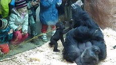 Mláata pitahují dtské návtvníky jako magnet. A v Zoo Praha je od gorilí...