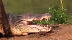 Nejvtímu krokodýlu na rí Lance pomohl na svobodu bagr.