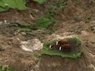 Krávy po zemtesení zstaly na malém ostrvku