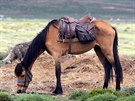 Království Lesotho