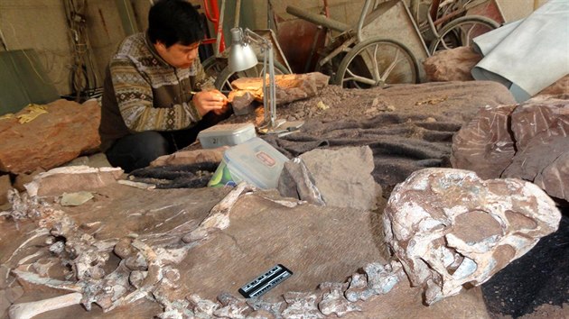 Paleontolog zkoum zkamenlinu nov nalezenho dinosaura (10. listopadu 2016).