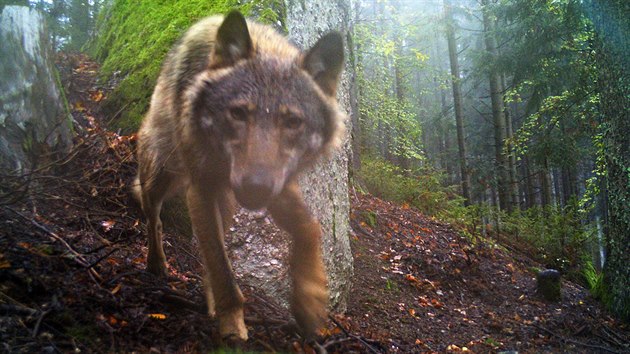 Fotopast Hnutí Duha zachytila vlka v jižní části Šumavy.