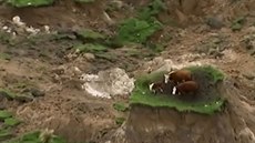 Krávy po zemětřesení zůstaly na malém ostrůvku