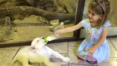 Skvlé. Tady mete nakrmit lvíka z flaky jako mimino.