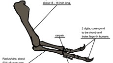 Kosterní anatomie pední konetiny tyranosaura. Kost paní (humerus) mí na...