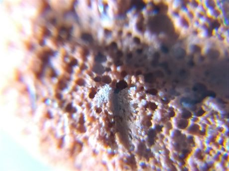 Kamnek pod levnm mikroskopem