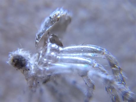 Pavouek pod levnm mikroskopem (UV)