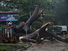 Pracovníci msta Panama City eou strom, který spadl pi tropické boui Otto...