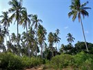 Palmový háj uprosted ostrova Unguja