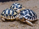 Vzácná odchovaná mláďata želv hvězdnatých