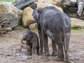 Bahno sloni evidentně milují od malička (18. listopad 2016).