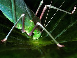 Kobylka zelená pije z loužičky v úžlabí listu. Nepřipomíná nějaké zvíře?...