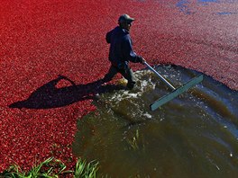 BRUSINKY. Americké farmáe ve stát Washington zamstnává na podzim sklize...