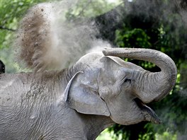 PRÁVA ZVÍAT. Mara (na obrázku), Kuki a Pupi jsou sloni chovaní ekoparkem v...