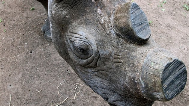Bez sv chlouby nemaj nosoroci pro pytlky cenu.