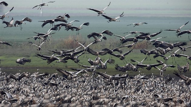 Migrace ptk je chvatn podvan, proto za nimi v obdob migrace cestuje do Izraele i ada ornitolog z celho svta. (2009)