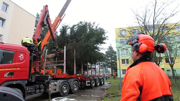 Jihlava už má svůj vánoční strom. Masarykovo náměstí bude letos zdobit deset metrů vysoký smrk z okrajového sídliště Demlova.