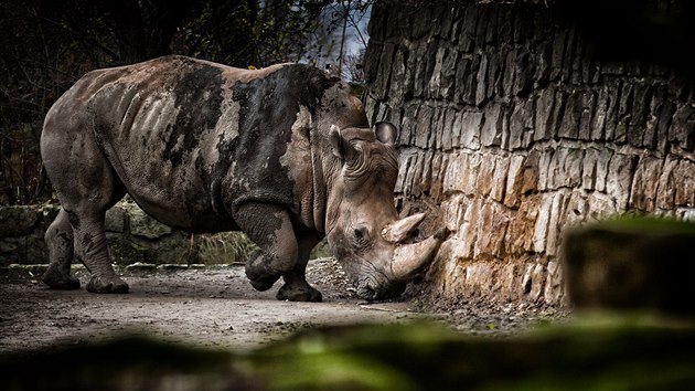 Krlovdvorsk zoo zskala z nmeckho Erfurtu samici nosoroce tuponosho jinho Tembu.