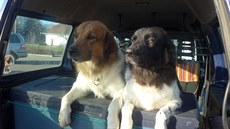 Vtina eských horských ps si jízdu v aut doslova uívá.