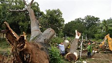 Dlníci rozezávají strom v Panama City, který spadl na chlapce a zabil ho pi...
