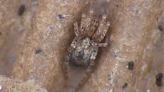 Pavouk si dolápne na kdce, který po zim devastuje hrun