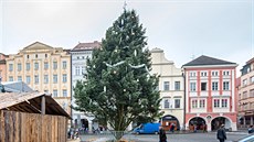 Tém 16 metr vysoká borovice douglaska je letos vánoním stromem v eských...