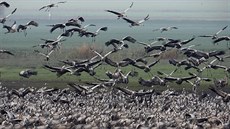 Migrace pták je úchvatná podívaná, proto za nimi v období migrace cestuje do...