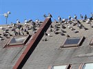 Stechy dom v okolí havlíkobrodského elezniního nádraí si oblíbili holubi...