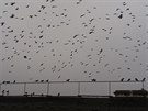 Stechy dom v okolí havlíkobrodského elezniního nádraí si oblíbili holubi...