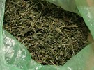 Policisté na Rychnovsku zadreli pi domovních prohlídkách marihuanu za milion...
