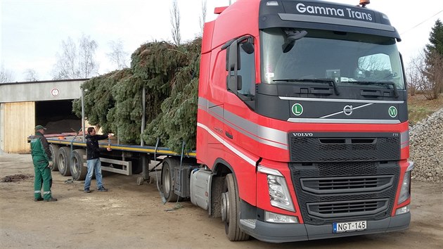 Z Havlíčkova Brodu ve středu vyrazil statný vánoční smrk, který ozdobí náměstí v holandském Brielle. Naložený na kamionu musí urazit 1100 kilometrů.
