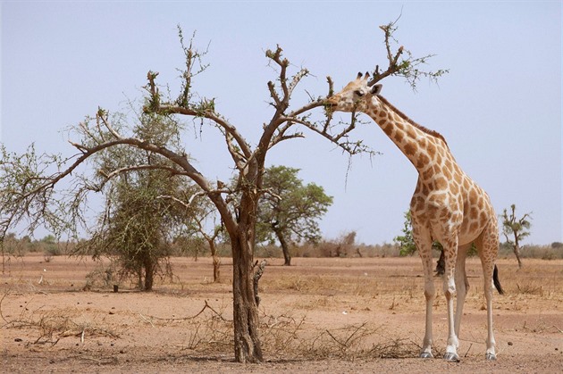 Žirafy tiše míří k vyhynutí. Zcela zmizely už ze sedmi afrických států