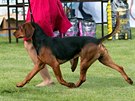 Srbský honi má elegantní pohyb. Chovný pes ze Srbska Best Staroplaniski