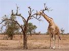 irafy západoafrické (Giraffa camelopardalis peralta) v nigerské rezervaci...