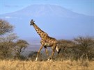 irafa prochází savanou keského Národního parku Amboseli. V pozadí je vidt...