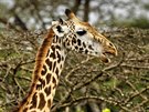 irafa z Národního parku Nairobi na jiním pedmstí keské metropole. (27....