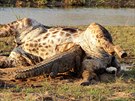 Krokodýl hoduje na uhynulé iraf v Krugerov národním parku v Jihoafrické...