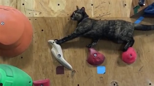 Kočkám je šplhání vlastní, tahle má k dispozici lezeckou stěnu. 