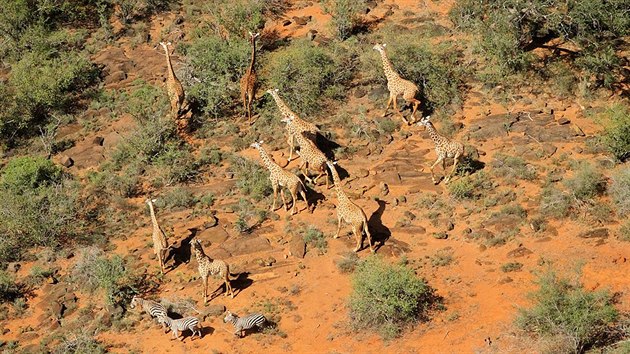 Letecký pohled na část žirafího stáda v přírodní rezervaci Tsavo na jihu Keni. (duben 2014)
