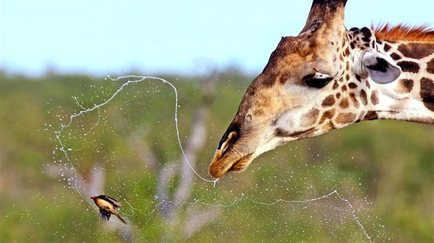 Klubák červenozobý zasažený proudem vody z úst žirafy u afrického napajedla. Ptáci z čeledi špačkovitých se živí klíšťaty přisátými na pokožce velkých savců.