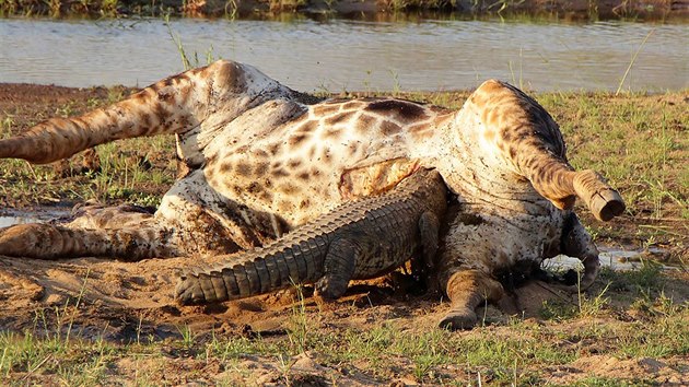 Krokodýl hoduje na uhynulé žirafě v Krugerově národním parku v Jihoafrické republice. (28. října 2016)