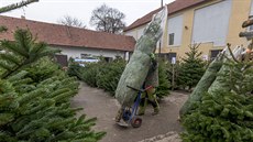 Do skladu vánoních stromk v Únticích naveze firma Baobab ped Vánocemi...