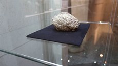 V Antrophosu vystavují mozek neandrtálce starý tisíce let