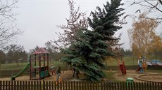 Asi dvacetiletý smrk pichlavý radnice Prahy 5 pokácela kv�li bezpe�nosti,...